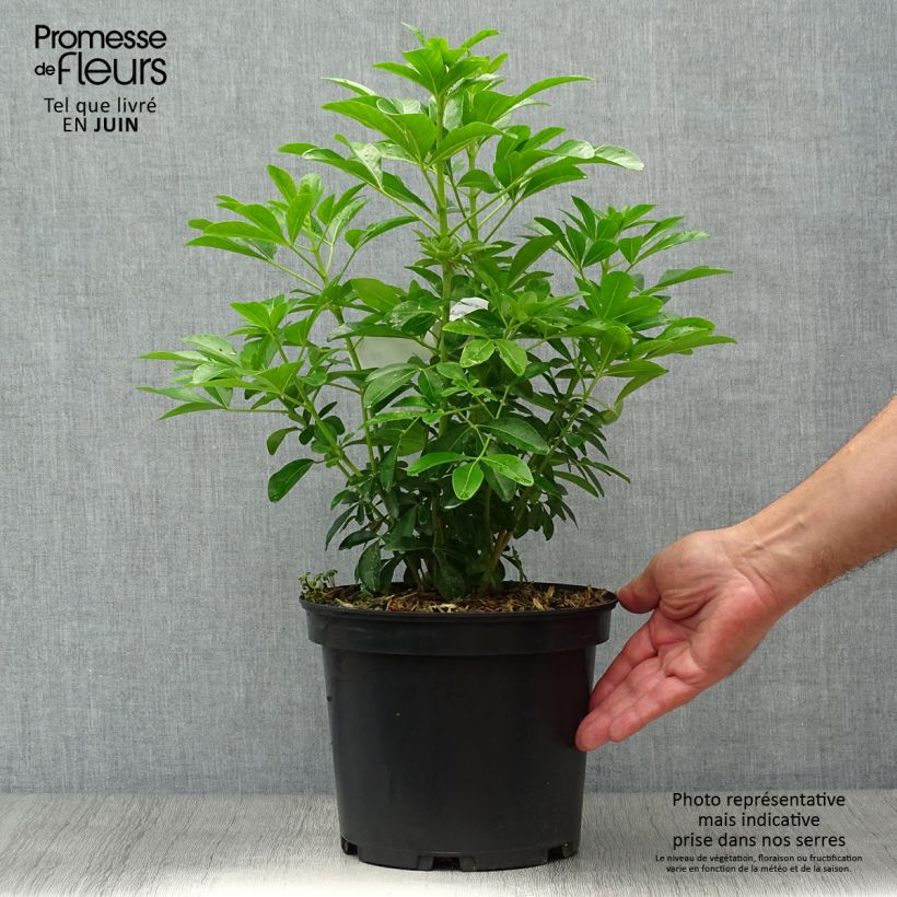 Ejemplar de Naranjo de Méjico - Choisya ternata Maceta 4L/5L entregado en verano