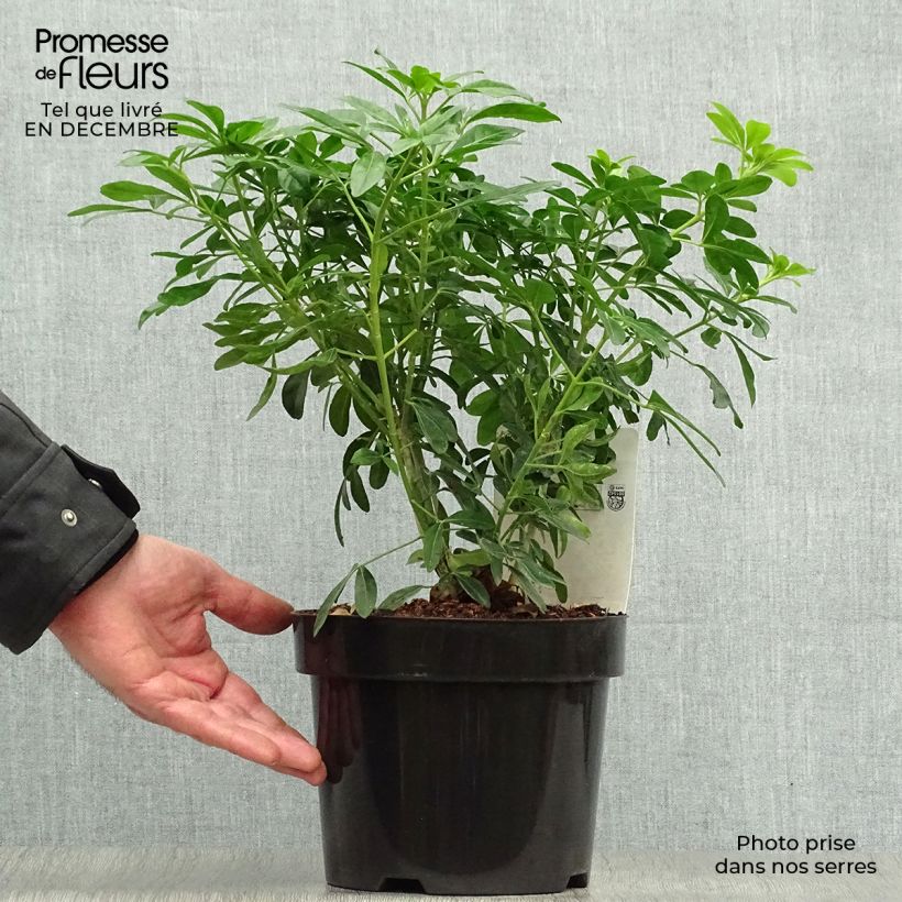 Naranjo de Méjico - Choisya ternata Maceta 2L/3L Ejemplar entregado en invierno