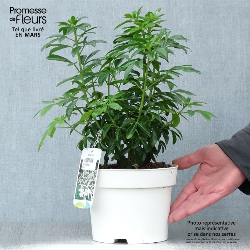 Naranjo de Méjico - Choisya ternata Maceta 2L/3L Ejemplar entregado en la primavera