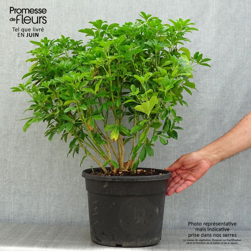 Ejemplar de Naranjo de Méjico - Choisya ternata Maceta 7,5L/10L entregado en verano