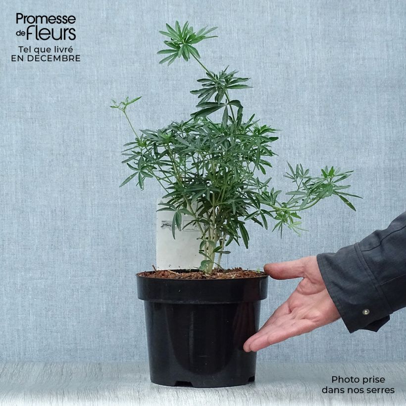 Naranjo de Méjico - Choisya ternata Snow Flurries Maceta 2L/3L Ejemplar entregado en invierno