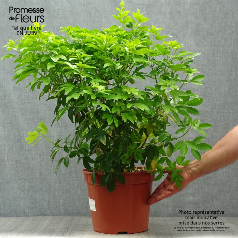 Ejemplar de Naranjo de Méjico - Choisya ternata Sundance Maceta 7,5L/10L entregado en verano