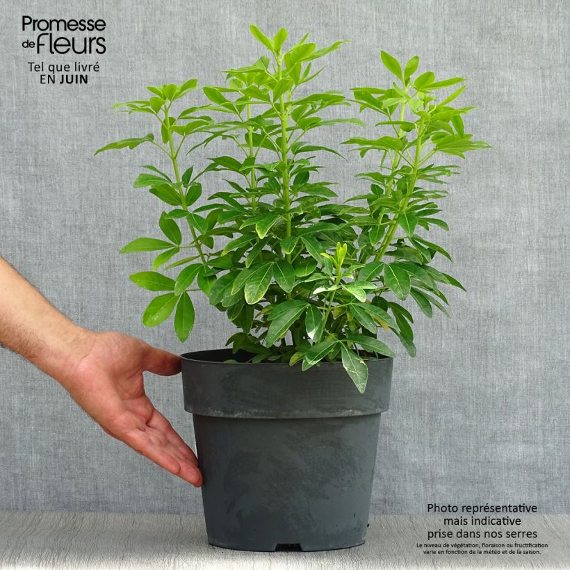 Ejemplar de Naranjo de Méjico - Choisya ternata Sundance Maceta 4L/5L entregado en verano