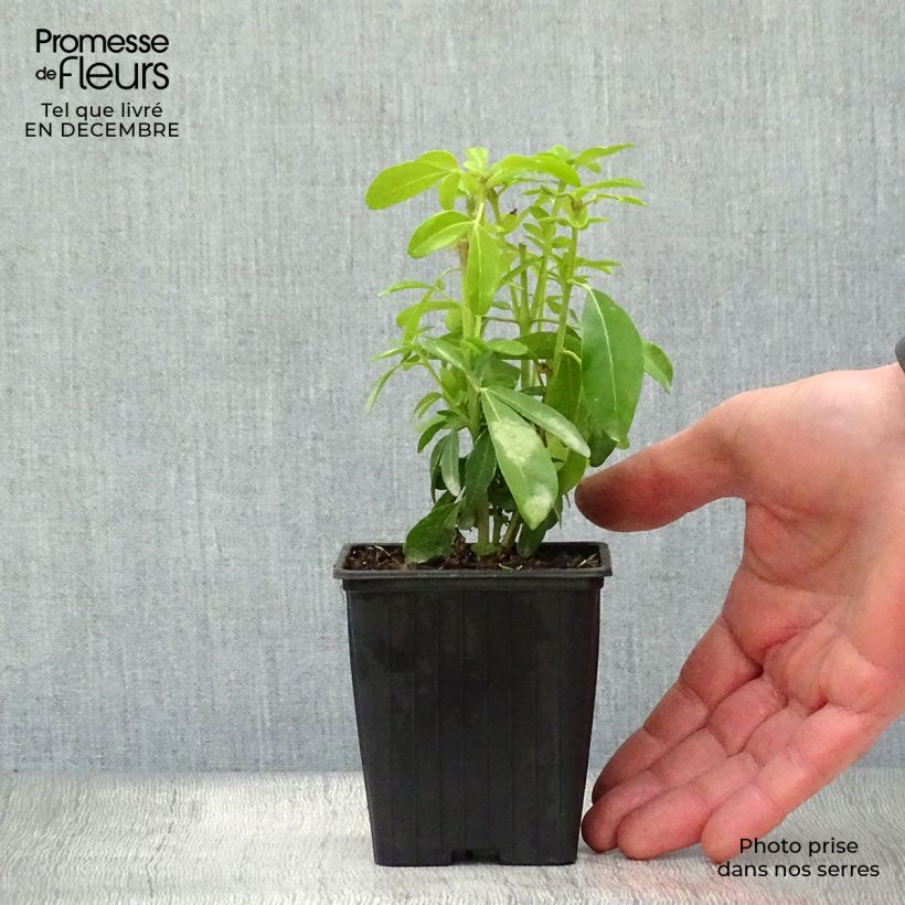 Naranjo de Méjico - Choisya ternata Maceta de 8/9 cm Ejemplar entregado en invierno