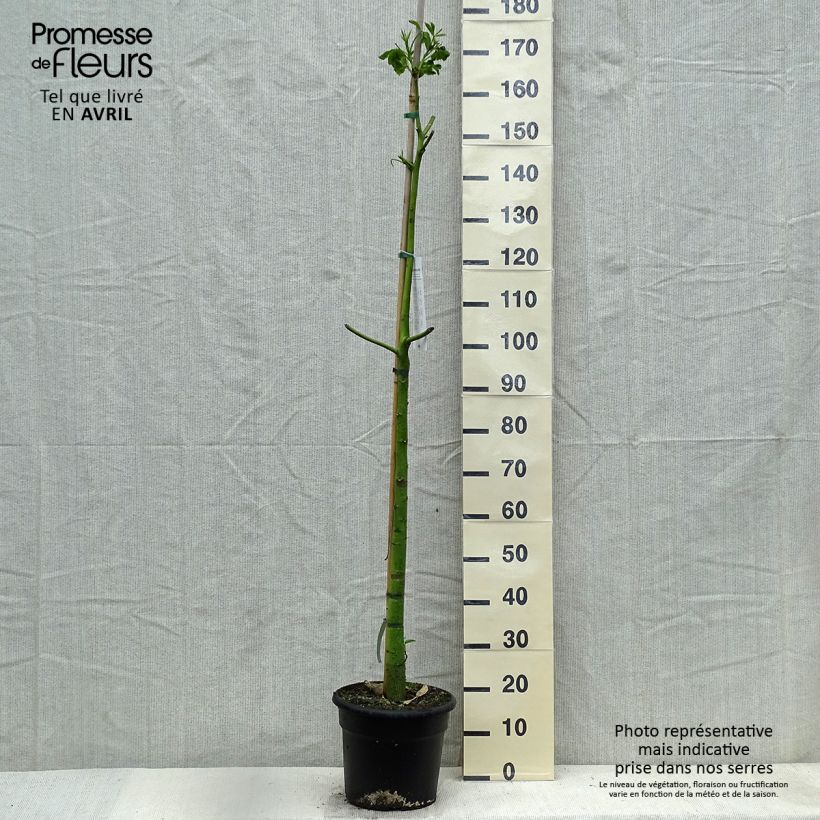 Ceiba speciosa - Palo borracho Maceta 7,5L/10L Ejemplar entregado en la primavera