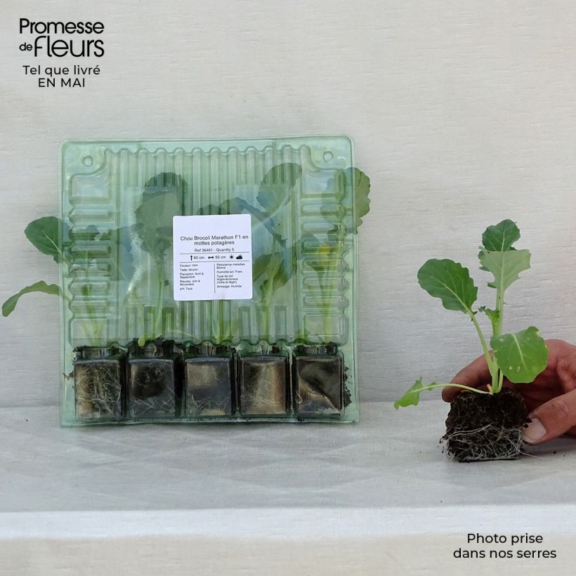 Brócoli Marathon F1 (plantas) cepellón: 4 cm x 4,5 cm Ejemplar entregado en la primavera