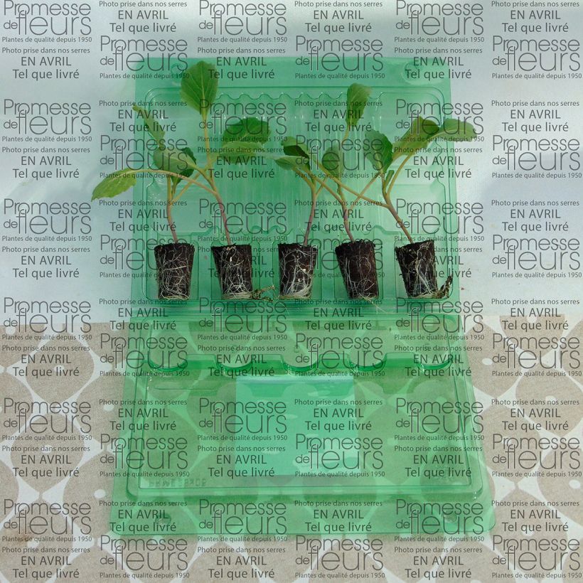 Ejemplo de ejemplar de Repollo Tête de Pierre F1 (plantas) minicepellón: Ø 3/4 cm tal y como se entrega
