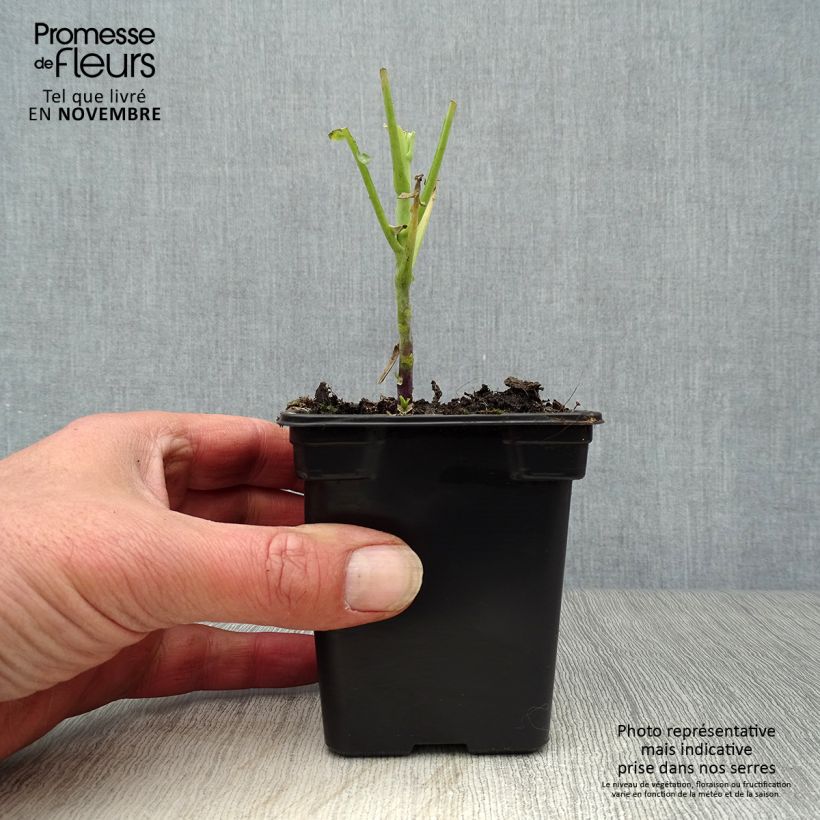 Ejemplar de Col perpetua de Daubenton Daubenton BIO Maceta de 7/8 cm entregado en otoño