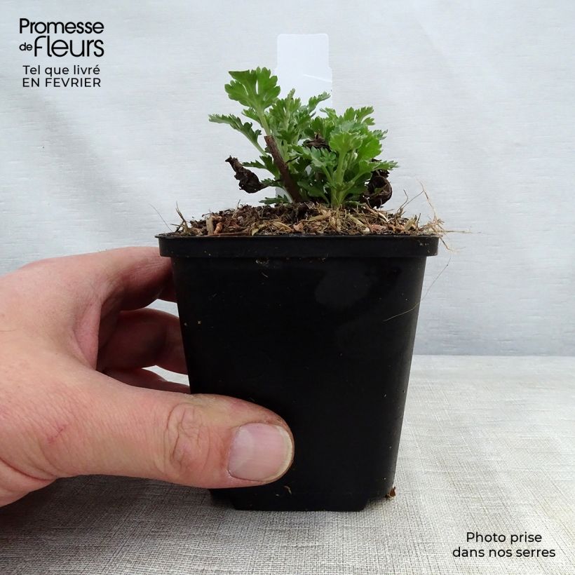 Chrysanthemum indicum Cedie Mason - Crisantemo Maceta de 8/9 cm Ejemplar entregado en invierno