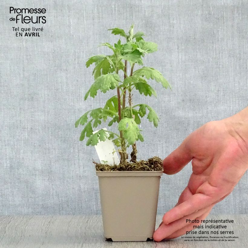 Chrysanthemum indicum Cedie Mason - Crisantemo Maceta de 8/9 cm Ejemplar entregado en la primavera