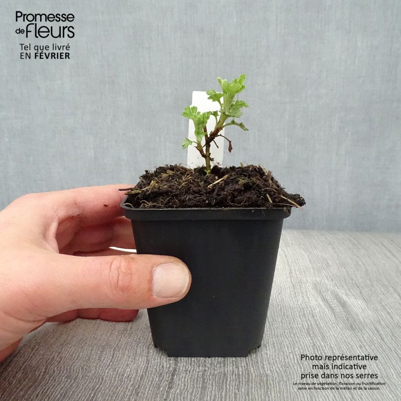 Chrysanthemum Citronella - Crisantemo Maceta de 8/9 cm Ejemplar entregado en invierno