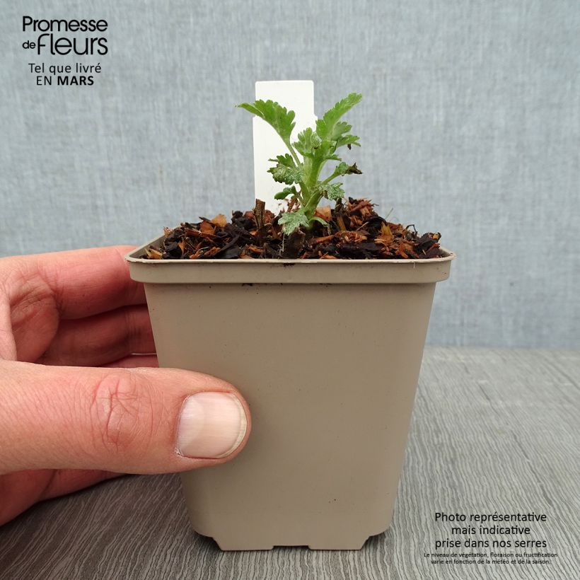 Chrysanthemum Goldmarianne - Crisantemo Maceta de 8/9 cm Ejemplar entregado en invierno