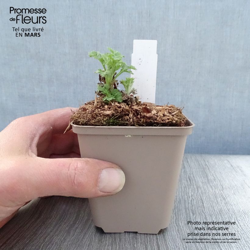 Chrysanthemum Goldmarianne - Crisantemo Maceta de 8/9 cm Ejemplar entregado en la primavera