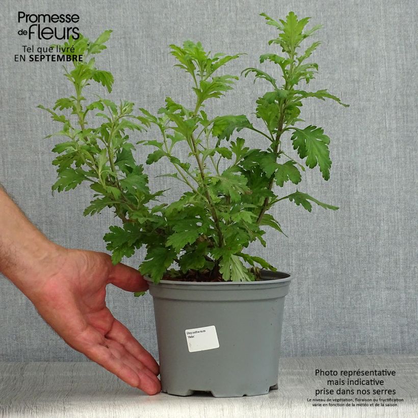 Ejemplar de Chrysanthemum koreanum Hebe - Crisantemo Maceta 2L/3L entregado en verano
