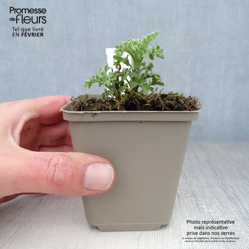 Chrysanthemum indicum Herbstbrokat - Crisantemo Maceta de 8/9 cm Ejemplar entregado en invierno