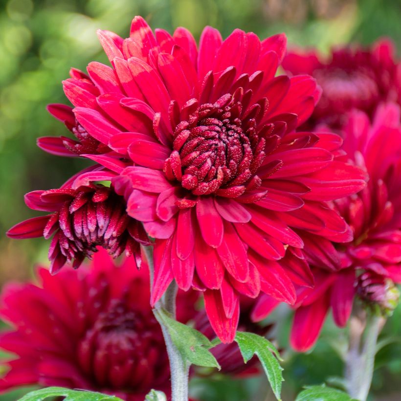 Chrysanthemum Herbstrubin - Crisantemo (Floración)