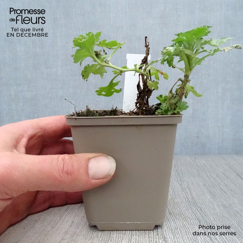 Chrysanthemum indicum Julia - Crisantemo Maceta de 8/9 cm Ejemplar entregado en invierno