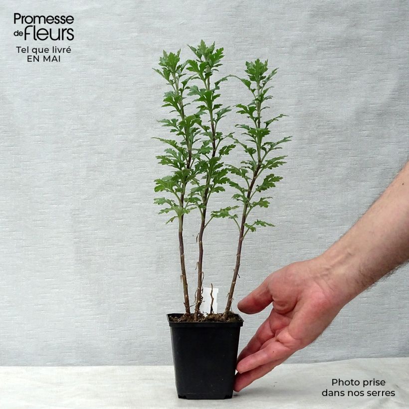 Chrysanthemum indicum Julia - Crisantemo Maceta de 8/9 cm Ejemplar entregado en la primavera