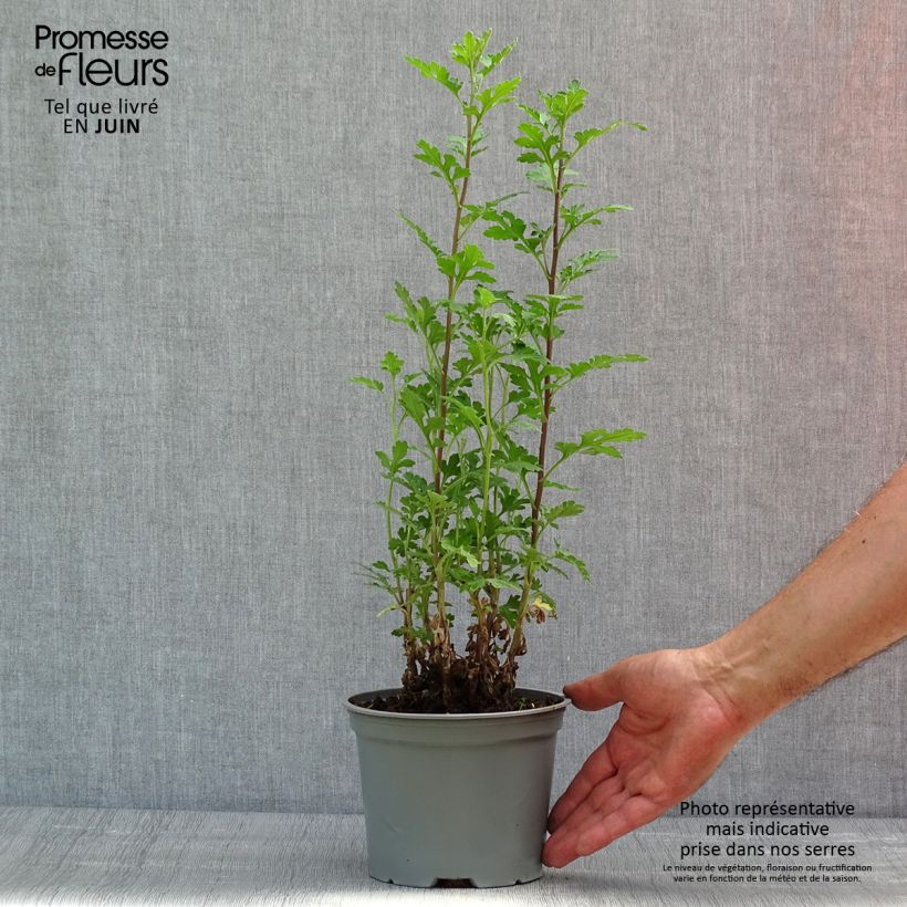 Chrysanthemum indicum Julia - Crisantemo Maceta 2L/3L Ejemplar entregado en la primavera