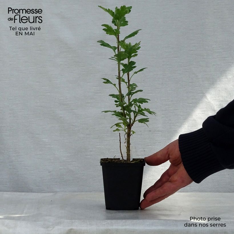 Chrysanthemum indicum Poesie - Crisantemo Maceta de 8/9 cm Ejemplar entregado en la primavera