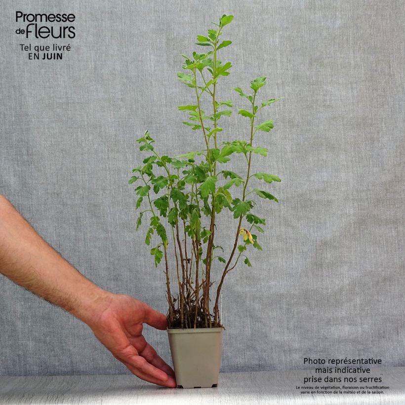 Ejemplar de Chrysanthemum indicum Poesie - Crisantemo Maceta de 8/9 cm entregado en verano