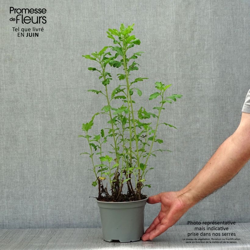 Ejemplar de Chrysanthemum indicum Poesie - Crisantemo Maceta 2L/3L entregado en verano