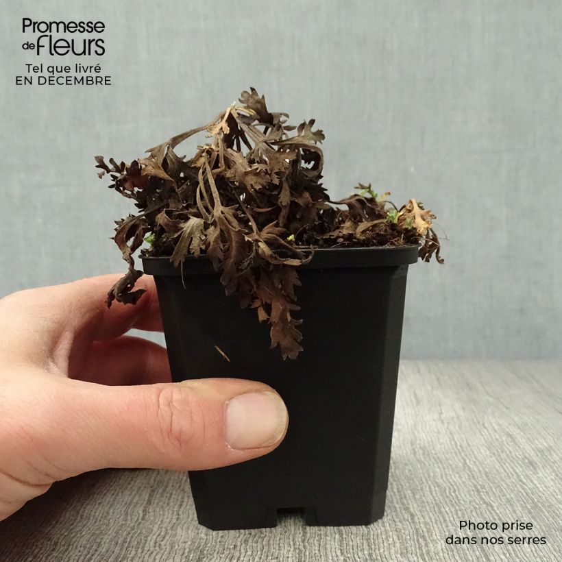 Chrysanthemum rubellum Clara Curtis - Crisantemo Maceta de 8/9 cm Ejemplar entregado en invierno