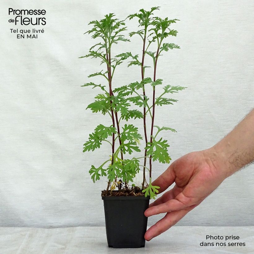 Chrysanthemum rubellum Clara Curtis - Crisantemo Maceta de 8/9 cm Ejemplar entregado en la primavera