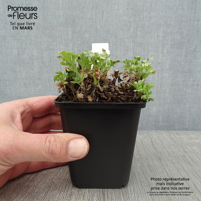 Chrysanthemum rubellum Dernier Soleil - Crisantemo Maceta de 8/9 cm Ejemplar entregado en invierno