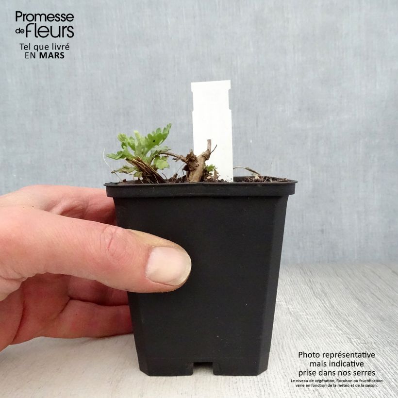 Chrysanthemum rubellum Dernier Soleil - Crisantemo Maceta de 8/9 cm Ejemplar entregado en la primavera