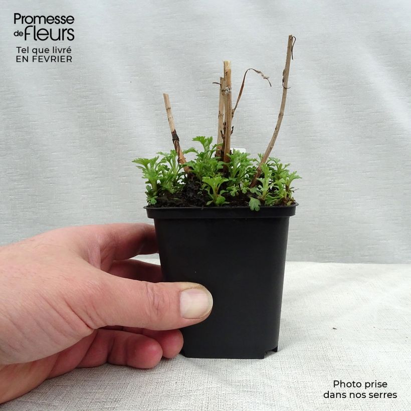 Chrysanthemum rubellum Duchess of Edimburgh - Crisantemo Maceta de 8/9 cm Ejemplar entregado en invierno