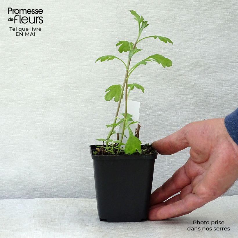 Chrysanthemum rubellum Duchess of Edimburgh - Crisantemo Maceta de 8/9 cm Ejemplar entregado en la primavera