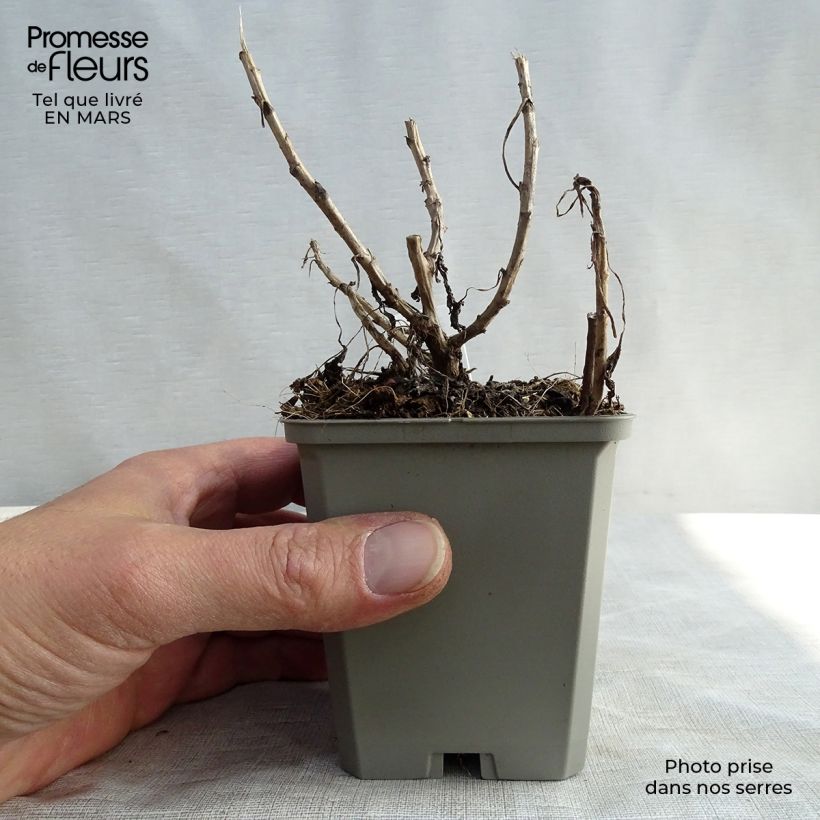 Chrysanthemum rubellum Mary Stoker - Crisantemo Maceta de 8/9 cm Ejemplar entregado en invierno