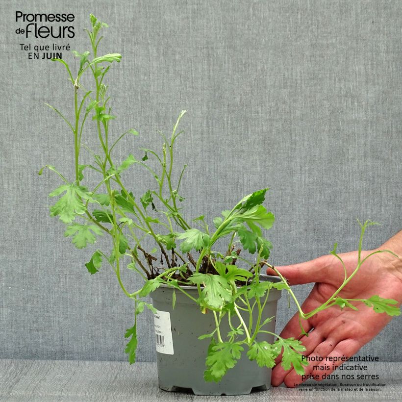 Ejemplar de Chrysanthemum rubellum Mary Stoker - Crisantemo Maceta 2L/3L entregado en verano