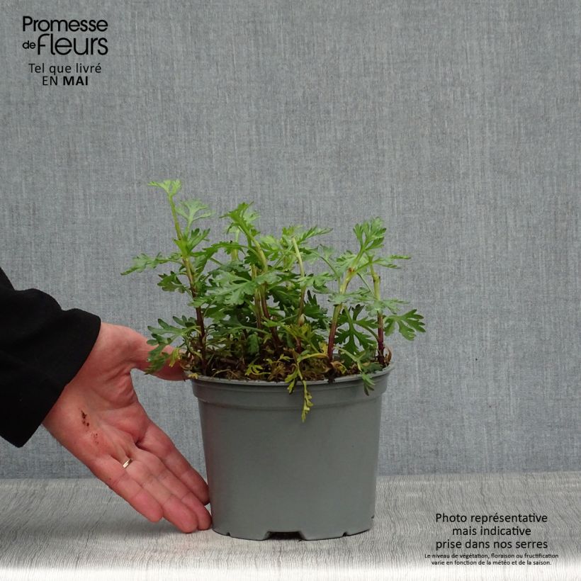 Chrysanthemum rubellum Clara Curtis - Crisantemo Maceta 2L/3L Ejemplar entregado en la primavera