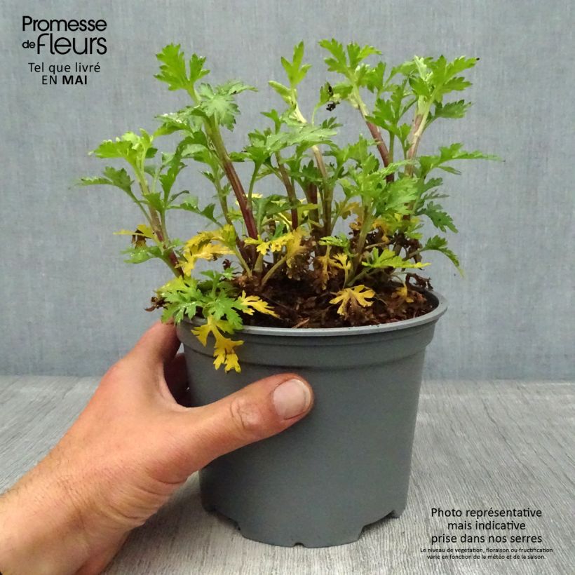 Chrysanthemum rubellum Dernier Soleil - Crisantemo Maceta 2L/3L Ejemplar entregado en la primavera