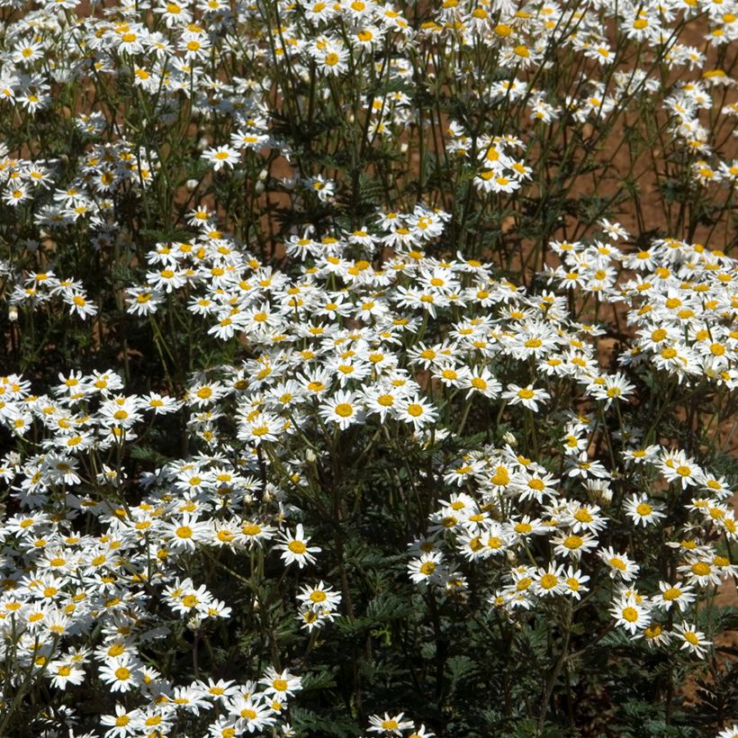 Tanacetum corymbosum (Porte)