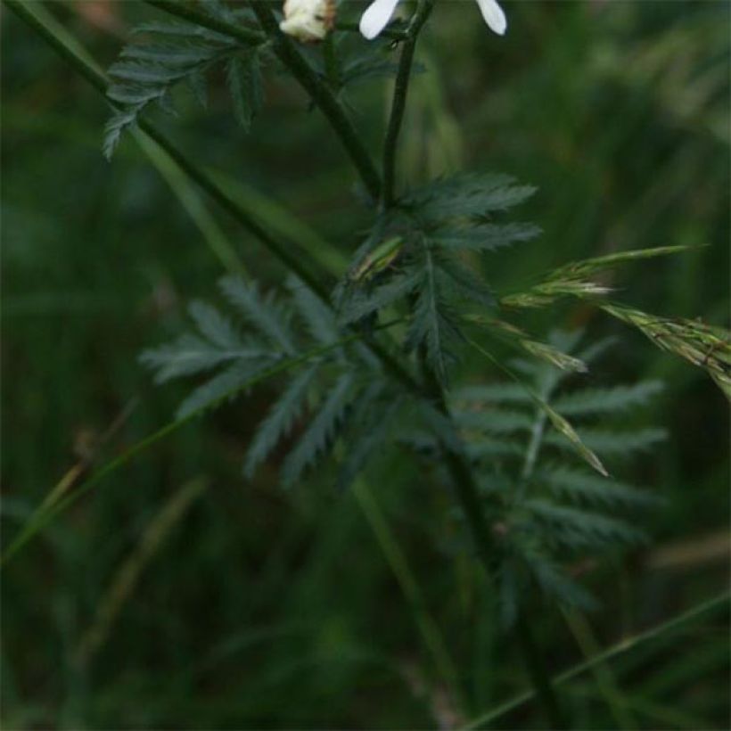 Tanacetum corymbosum (Follaje)