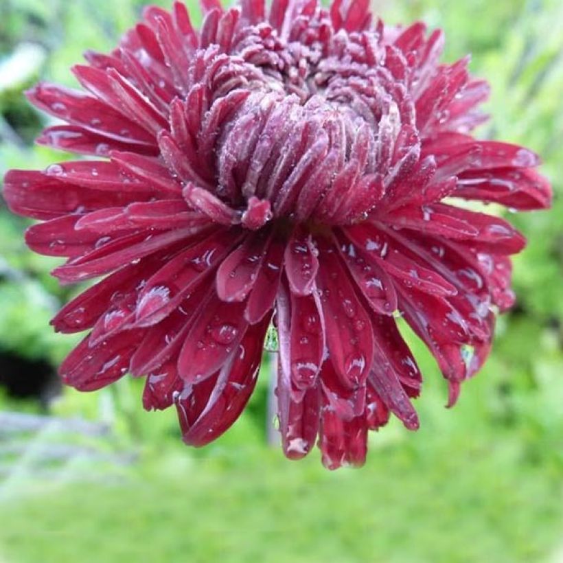 Chrysanthemum indicum Cedie Mason - Crisantemo (Floración)