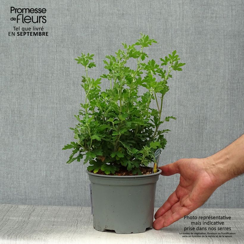 Ejemplar de Chrysanthemum Nantyderry Sunshine - Crisantemo Maceta 2L/3L entregado en otoño
