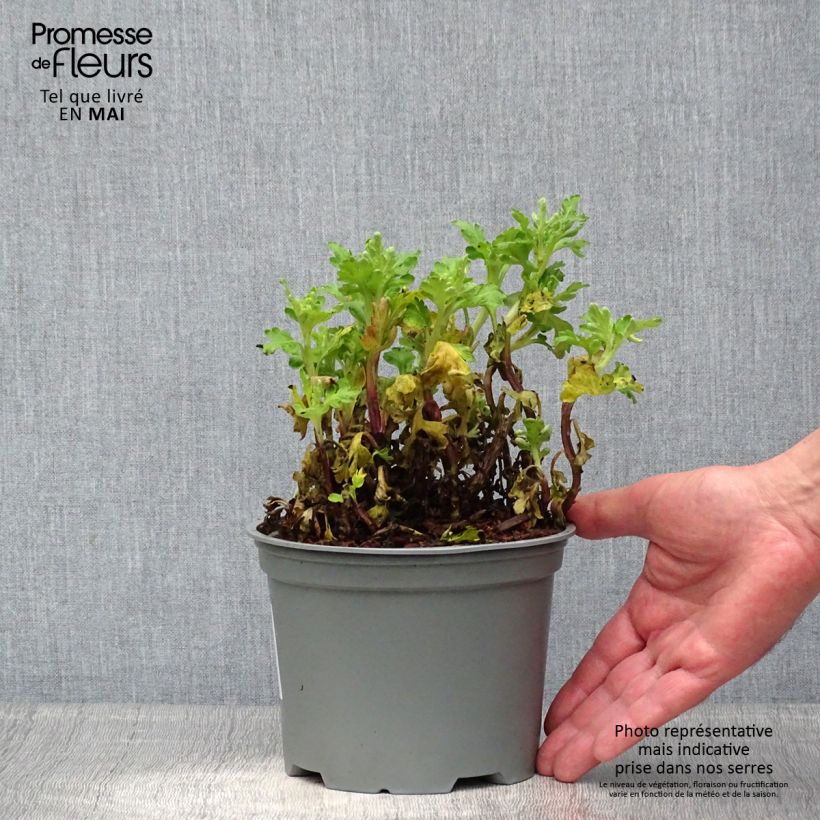 Chrysanthemum indicum Poesie - Crisantemo Maceta 2L/3L Ejemplar entregado en la primavera