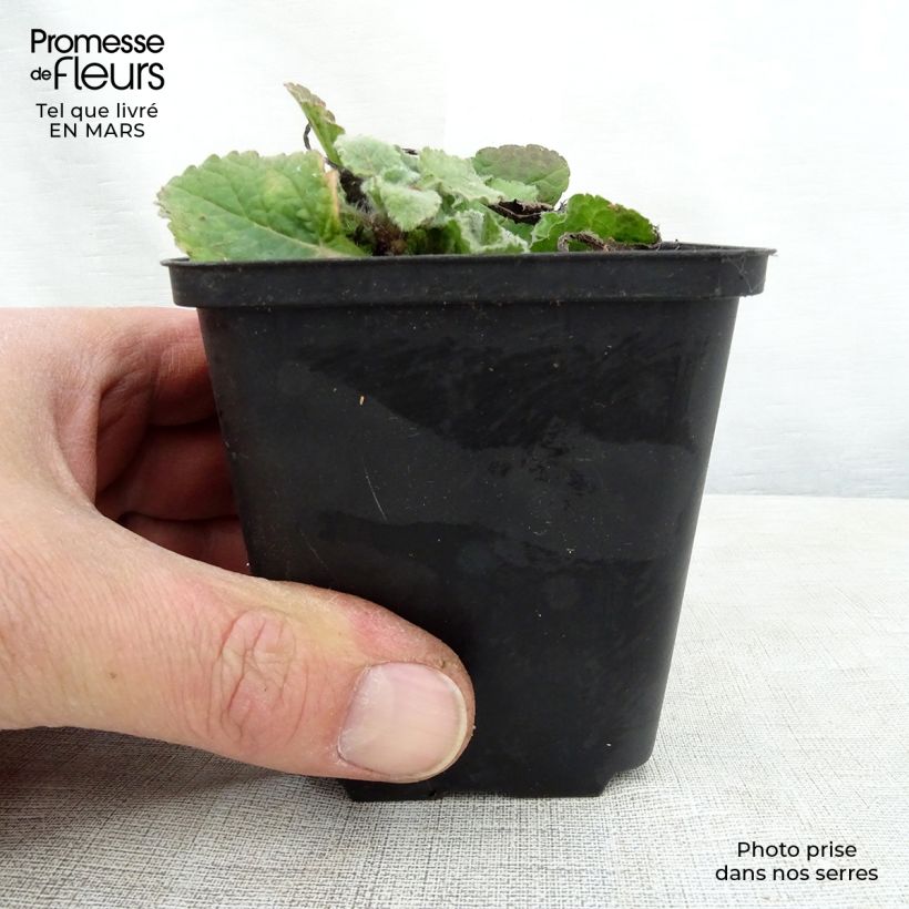 Chrysogonum virginianum André Viette Maceta de 8/9 cm Ejemplar entregado en la primavera