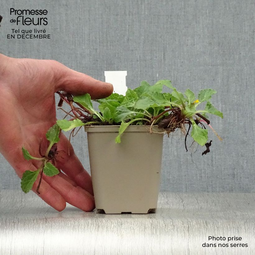 Chrysogonum virginianum Maceta de 8/9 cm Ejemplar entregado en invierno