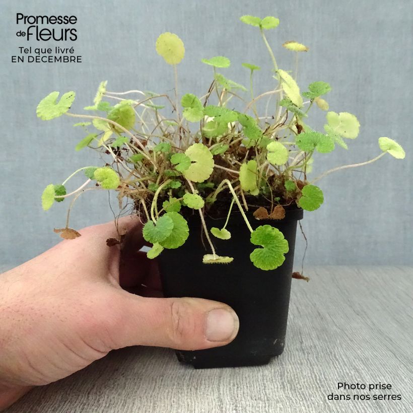 Chrysosplenium alternifolium Maceta de 7/8 cm Ejemplar entregado en invierno