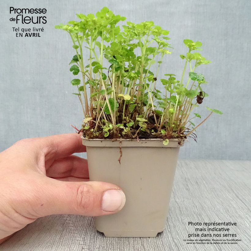 Chrysosplenium alternifolium Maceta de 7/8 cm Ejemplar entregado en la primavera