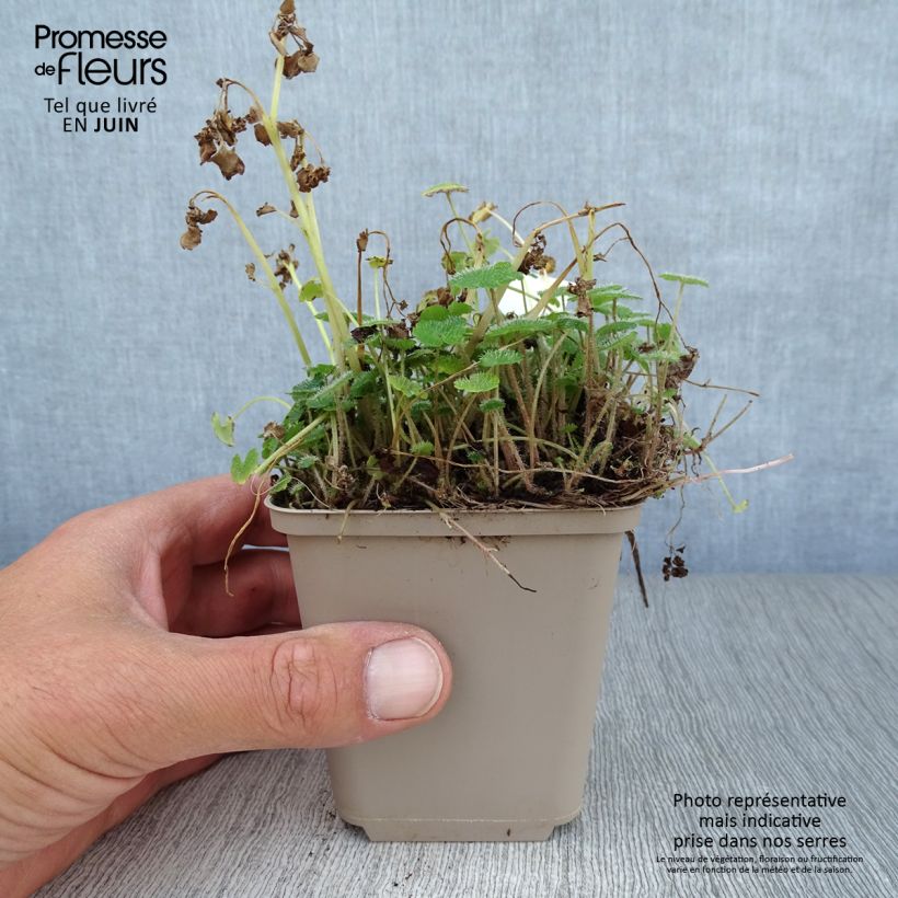 Ejemplar de Chrysosplenium alternifolium Maceta de 7/8 cm entregado en verano