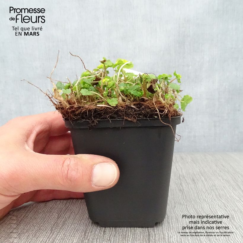 Chrysosplenium davidianum Maceta de 8/9 cm Ejemplar entregado en la primavera