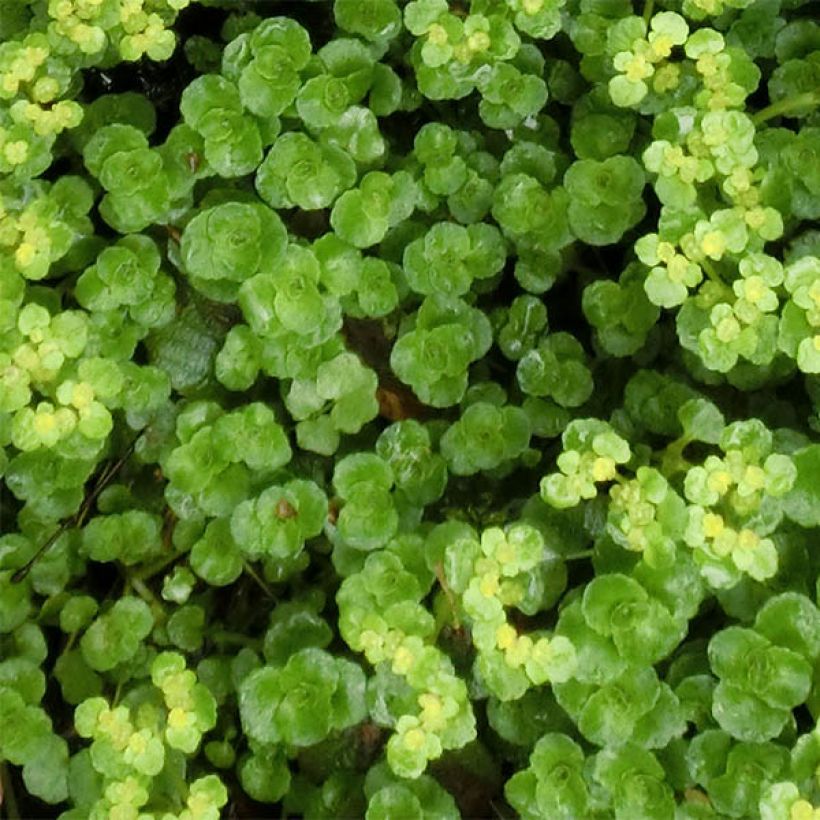 Chrysosplenium oppositifolium (Follaje)