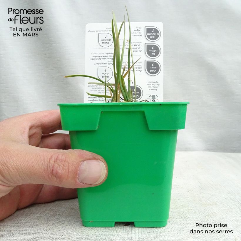 Cebolletas chinas (plantas) Maceta de 10 cm/11 cm Ejemplar entregado en invierno
