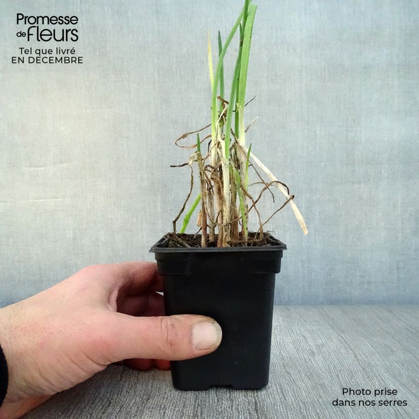 Cebolleta Bio Maceta de 7/8 cm Ejemplar entregado en invierno